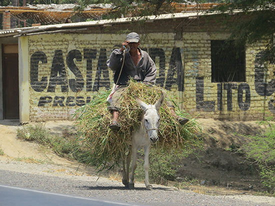 desierto pri 8